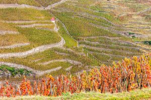 Côte-Rôtie & Condrieu 2020