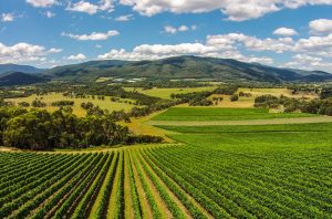 Giant Steps winery's Applejack Vineyard in Victoria