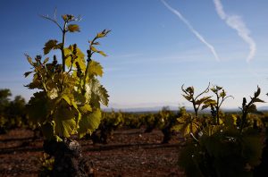 Garnacha vines in Rioja.