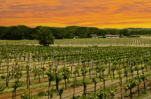 Texas-Hill-Country-Spicewood-Vineyards