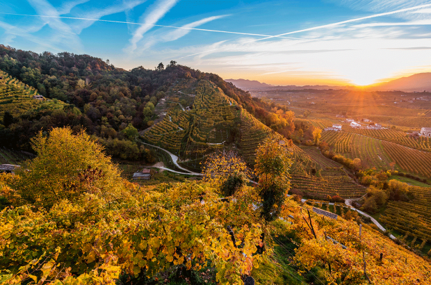 Prosecco Conegliano Valdobbiadene