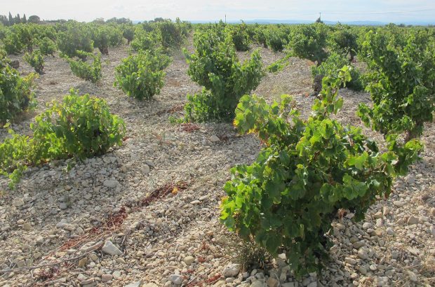 Vacqueyras 2015 vs 2016