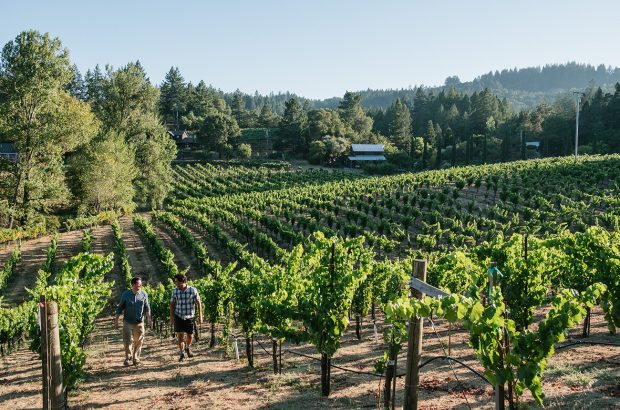 Judge Palmer vineyards, Sonoma.