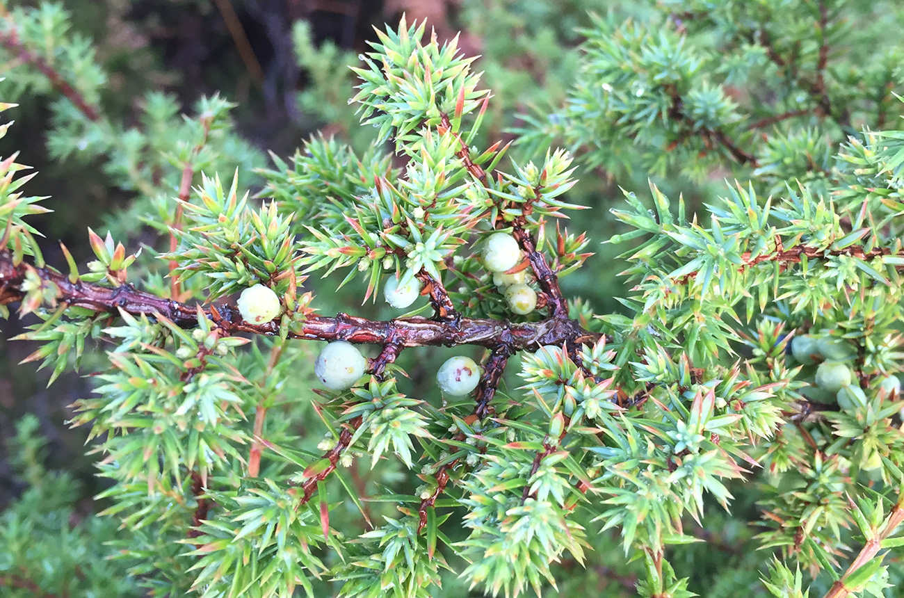 The juniper hunters British juniper gin LaptrinhX / News