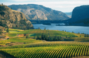 British Columbia Syrah