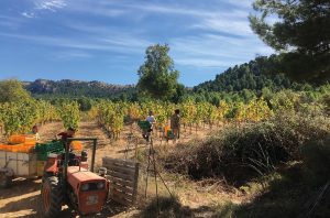 Picking Monastrell grapes