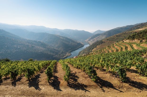 Portugal top-scoring red wines - DWWA
