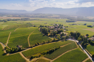 Les-Perriers-Vineyards