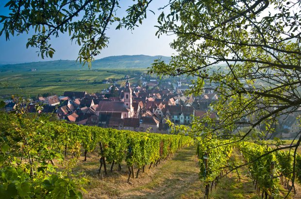 Alsace vineyards