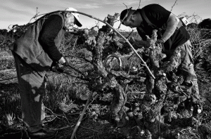 Barossa and McLaren Vale Grenache main