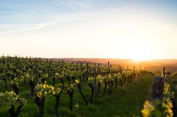 vineyards in southern France