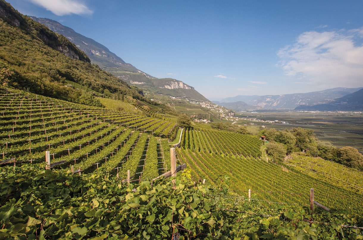 Expert's choice: Premium Pinot Grigio - Decanter