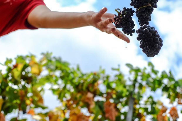 Grapes in the vineyard, Beykush Winery, Ukraine