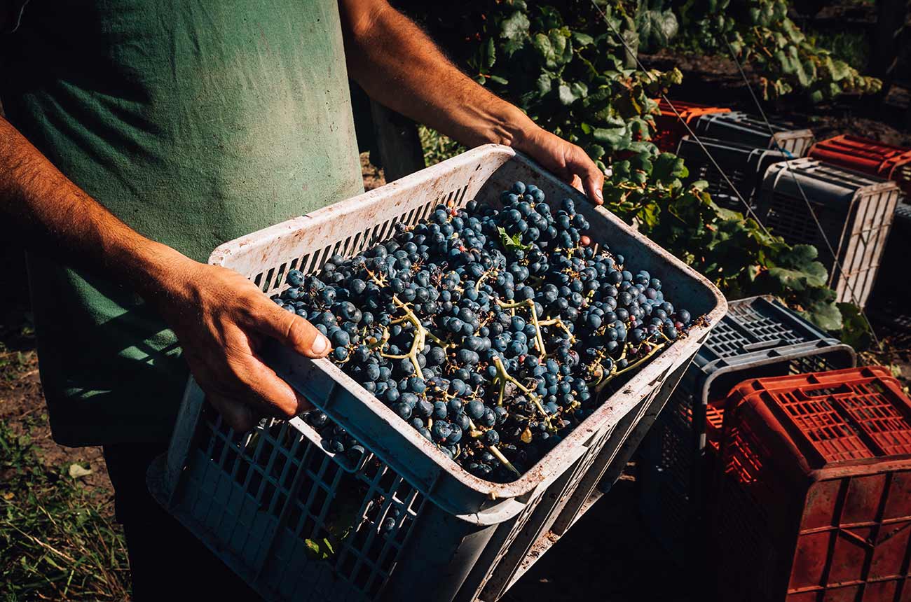 Uruguay harvest report 2022 ‘A changeable year’ Decanter