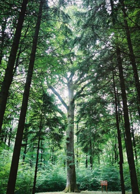 Champagne Henri Giraud