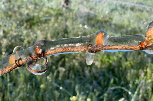 Willamette Valley frost