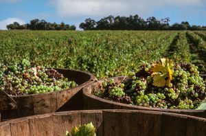 Vouvray and Montlouis