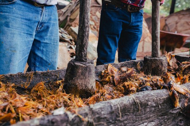 A wooden trough of mashed agave plants