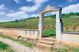 exploring white Burgundy