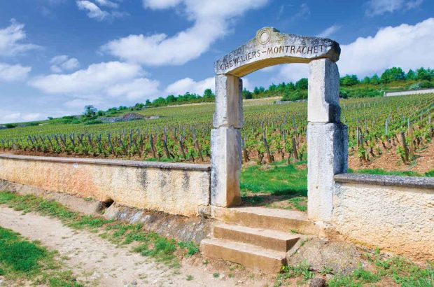 exploring white Burgundy