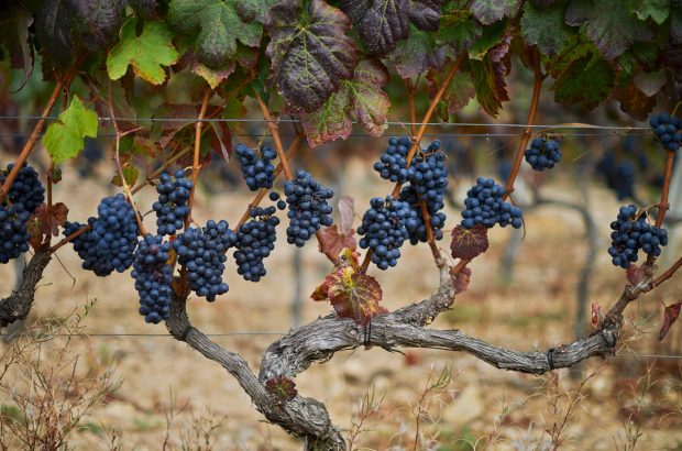 Bunches of grapes hang down from a vine in a vineyard