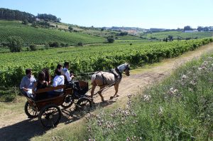 Majestic launches 'vintern' scheme