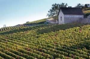 Burgundy 2011