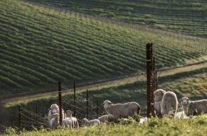 Napa Valley Grapegrowers