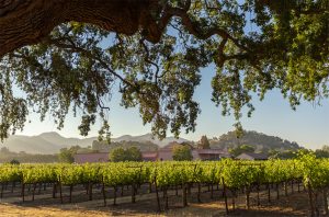 California Cabernet for Christmas