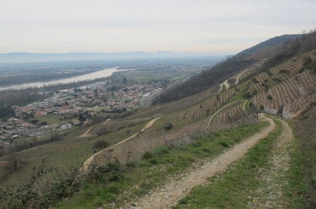 value northern Rhône whites