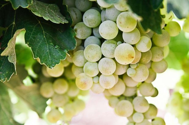 Gigondas to produce white