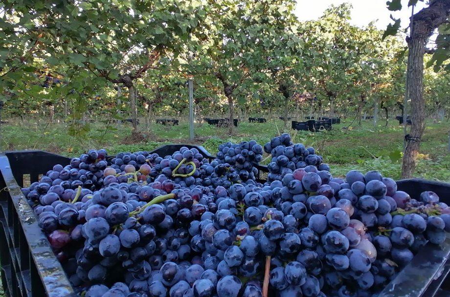 UK wine harvest 2022 ‘Exceptional’ fruit excites producers Decanter