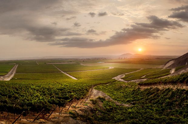 Sunrise over vineyards in Ica Valley Peru
