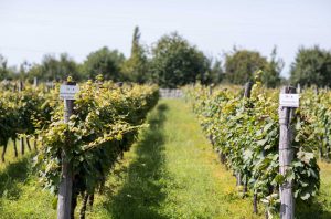 indigenous grapes