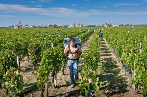world's greatest vineyards