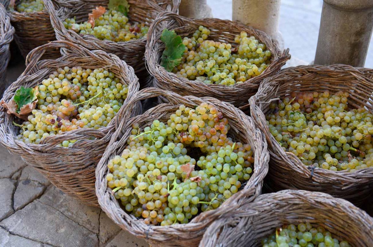 10 Spanish grapes to discover Decanter
