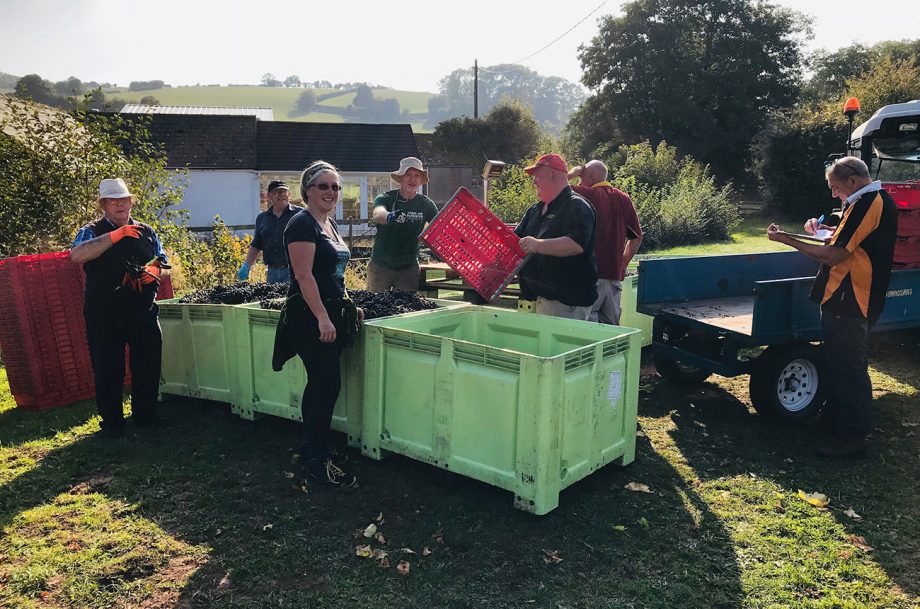 UK wine harvest 2022 ‘Exceptional’ fruit excites producers Decanter