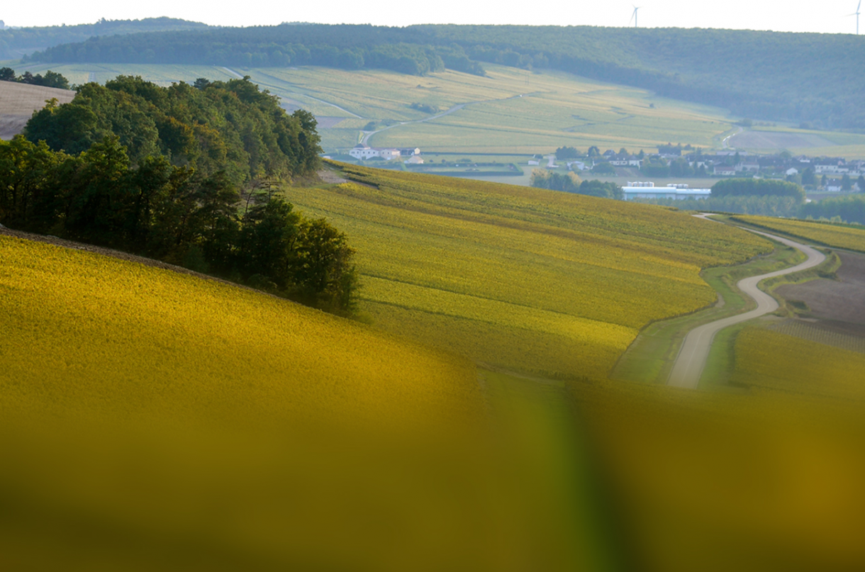 Chablis 2021 topvalue wines Decanter