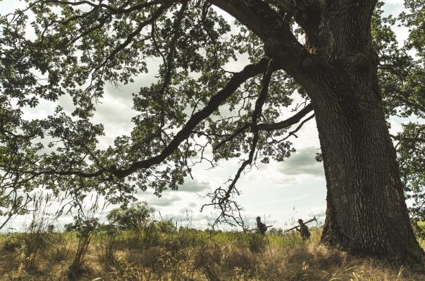 A large oak tree in a filed with two men walking past