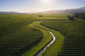 Cloudy Bay Sauvignon