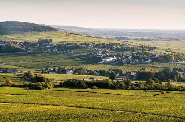 Burgundy vineyards