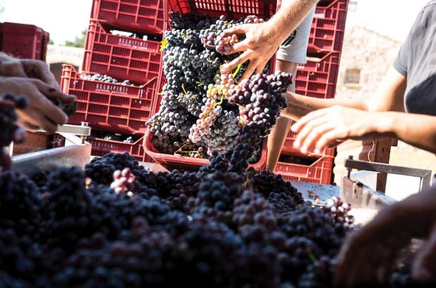 Cerasuolo di Vittoria