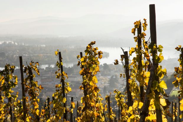 Côte-Rôtie & Condrieu 2021