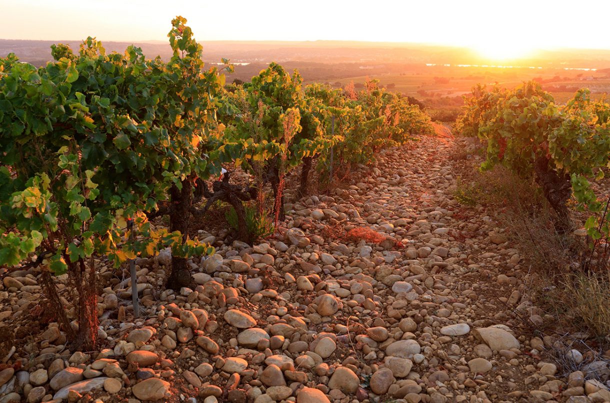 Wine News USA Wine Industry News Job Information United States