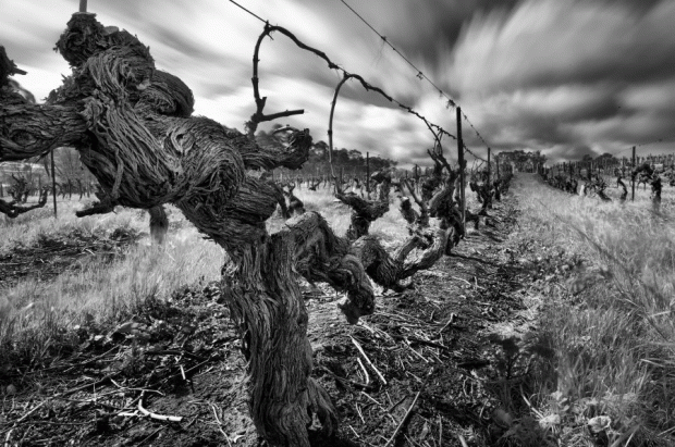 Top Australian wines of 2022