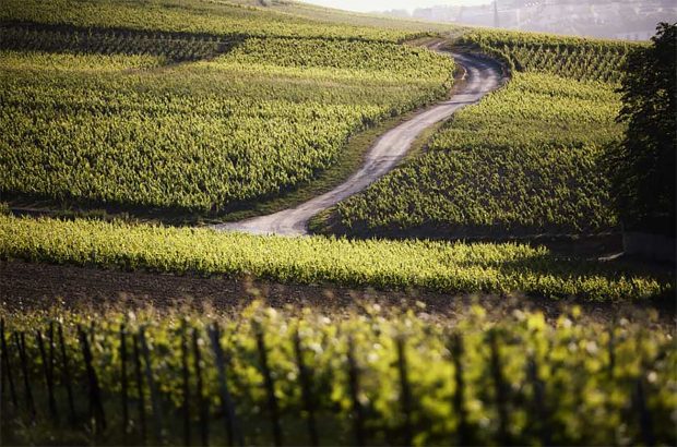 Comtes de Champagne new releases