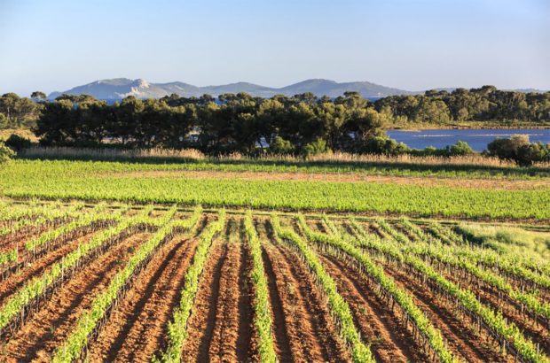 Château Sainte Marguerite and Pernod Ricard