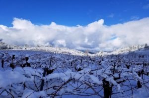 California's El Dorado AVA - Lava Cap