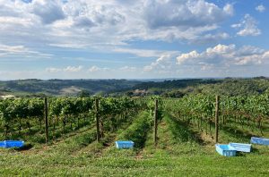 Vineyards in Brazil