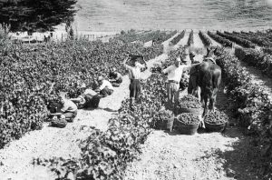 New Zealand’s Church Road winery was founded in 1897